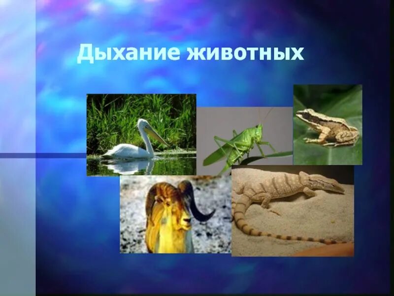 Картинки дыхание животных Картинки ПРЕЗЕНТАЦИЯ 3 КЛАСС ДЫХАНИЕ ЖИВОТНЫХ