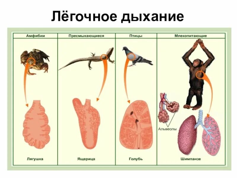 Картинки дыхание животных Какие органы дыхания характерны для изображенного животного: найдено 82 изображе