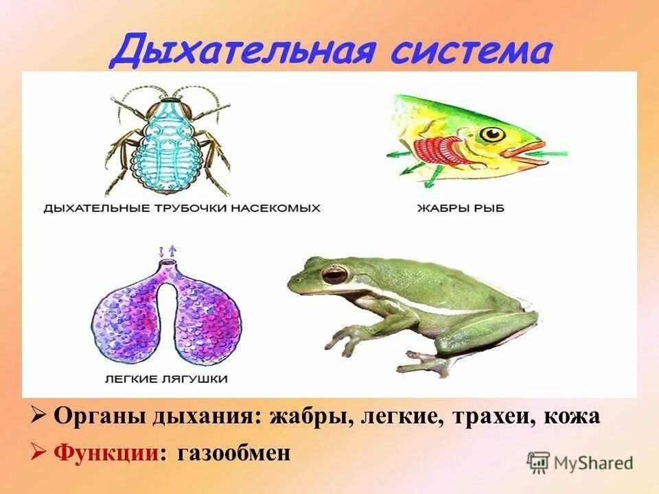 Картинки дыхание животных Классы животных дыхательной системы