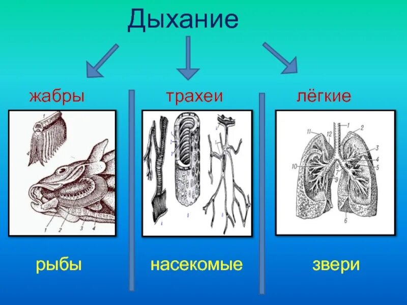 Картинки дыхание животных Типы дыхательных систем животных: найдено 90 картинок