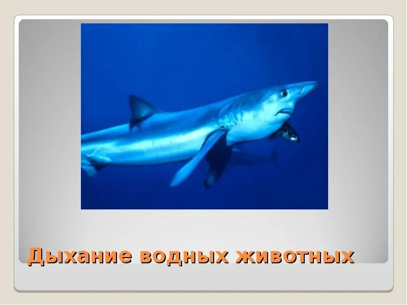 Картинки дыхание животных Картинки ПРЕЗЕНТАЦИЯ 3 КЛАСС ДЫХАНИЕ ЖИВОТНЫХ