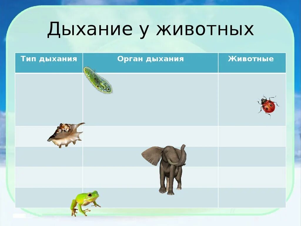 Картинки дыхание животных Картинки ПРЕЗЕНТАЦИЯ 3 КЛАСС ДЫХАНИЕ ЖИВОТНЫХ