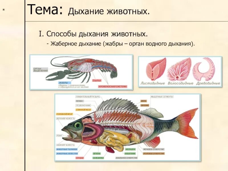 Картинки дыхание животных Установите соответствие между органами дыхания и животными