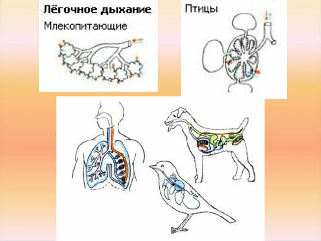Картинки дыхание животных Картинки ТЕСТЫ ДЫХАНИЕ ЖИВОТНЫХ