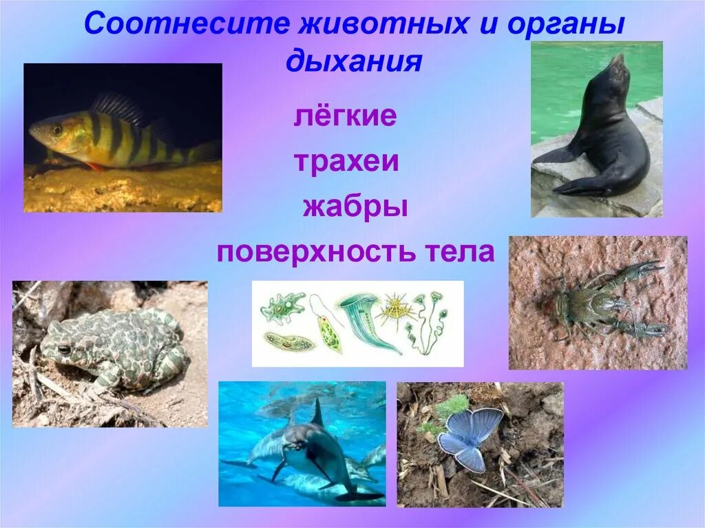Картинки дыхание животных Картинки ПРЕЗЕНТАЦИЯ 3 КЛАСС ДЫХАНИЕ ЖИВОТНЫХ