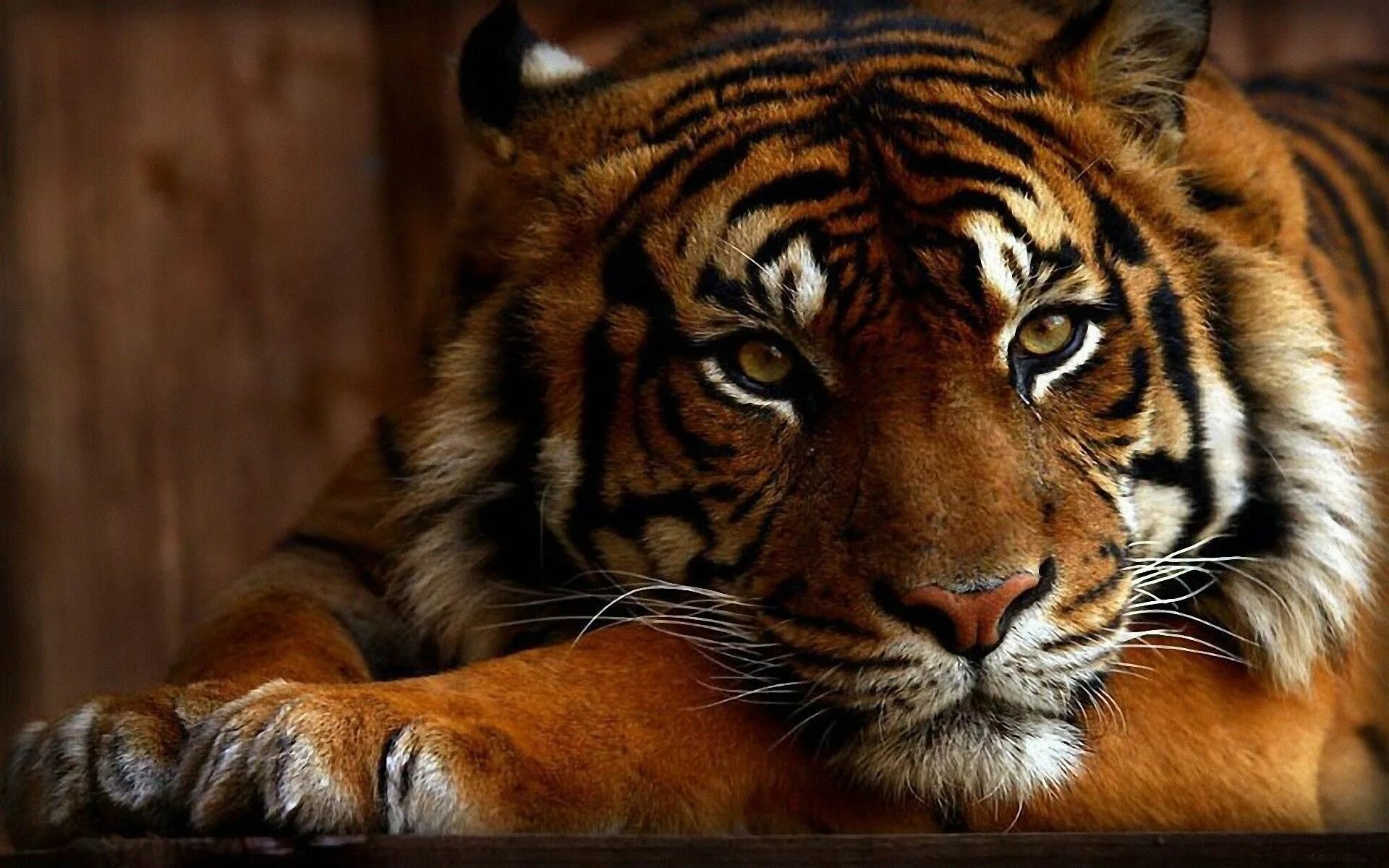 Картинки экран рабочий животные Tiger Computer Wallpapers, Desktop Backgrounds 1920x1200 ID:191160 Tiger picture