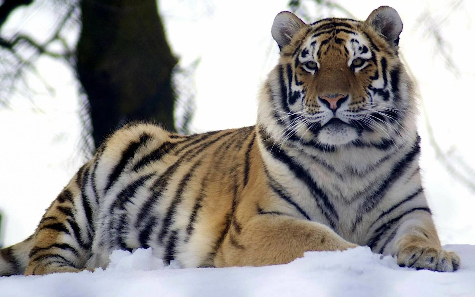 Картинки экран рабочий животные tiger image widescreen retina imac - tiger category Tiger images, Tiger pictures