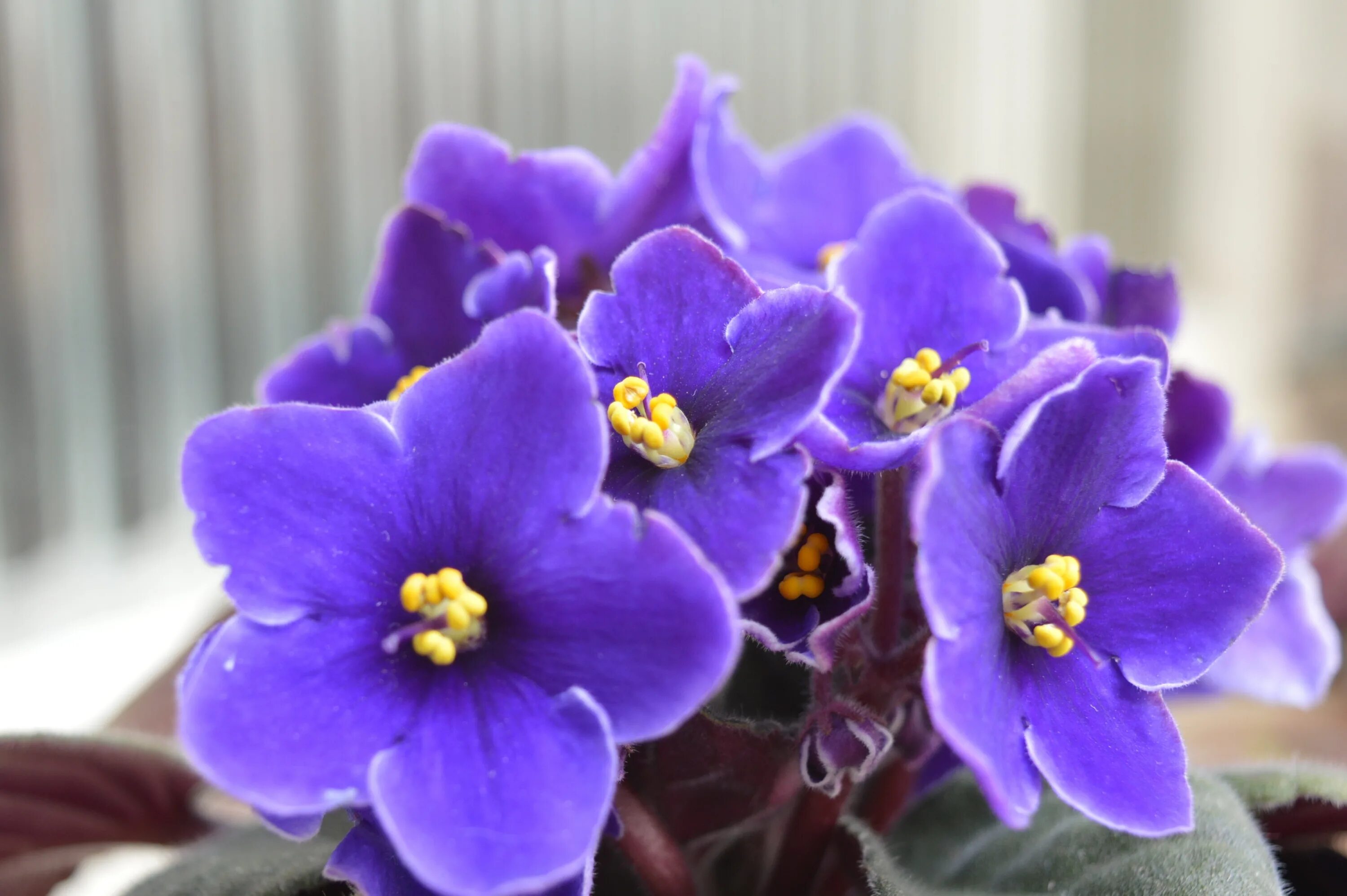 Картинки фиалок фото Free Images : nature, petal, spring, blue, garden, flora, flowers, eye, beauty, 