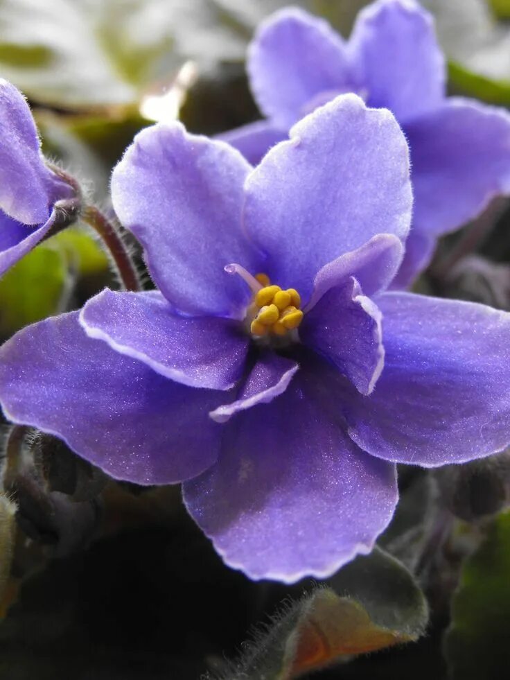 Картинки фиалок фото Beautiful flowers, Flowers nature, Pretty flowers