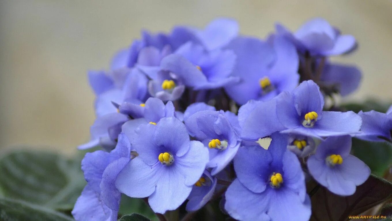Картинки фиалок фото Violet & Pansy Фиалки, Цветение, Цветы во дворе