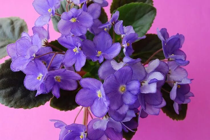 Картинки фиалок фото African Violets (flowers) African violets plants, African violets, Flower pictur