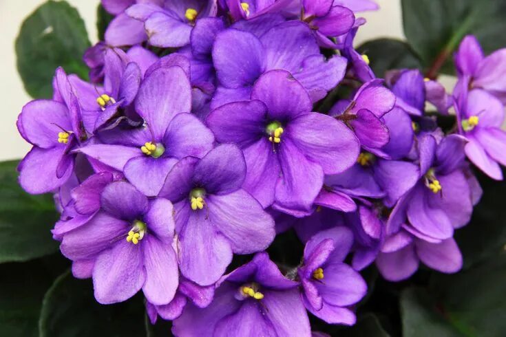 Картинки фиалок фото African Violets Wrinkly Writers African violets, Plants, True winter