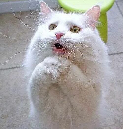 Картинки фото хочу есть 22 Cats Who Definitely Just Saw A Ghost Funny animal pictures, Funny cat picture