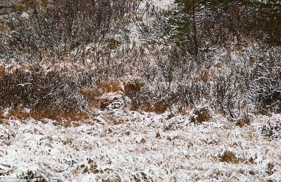 Картинки где надо найти животных Can you spot the 'invisible animal'? Incredible images show nature's disappearin