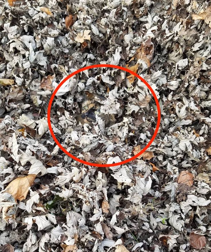 Картинки где надо найти животных This Cat Blends In Completely With This Pile Of Leaves Leaves piles, How to take