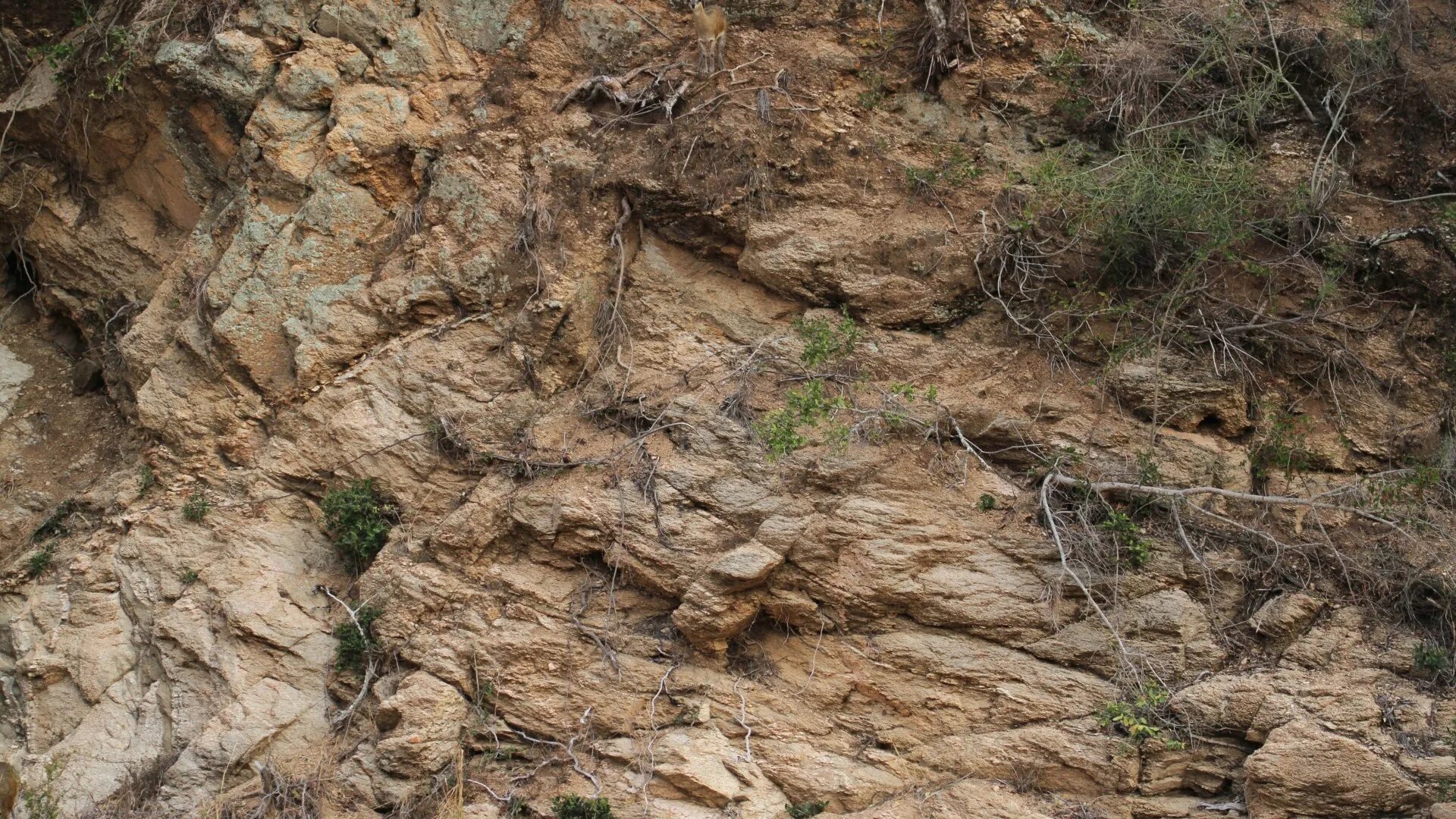 Картинки где надо найти животных Can you spot the deer hidden in this rocky landscape? The Sun