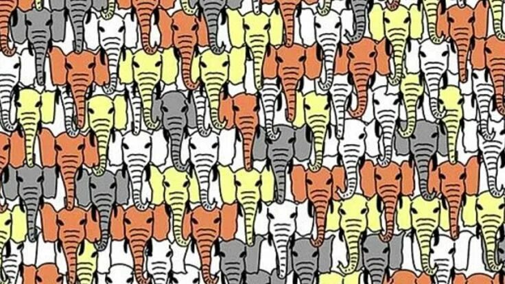 Картинки где надо найти животных Can you find the panda hidden among the elephants? Try the latest viral puzzle E