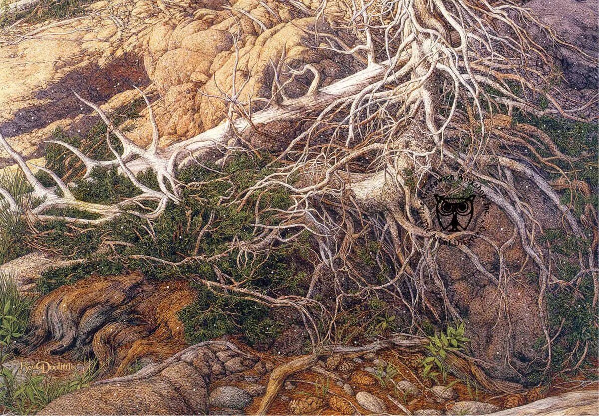 Картинки где нужно найти животных Bev Doolittle Bev doolittle, Optical illusions art, Hidden art