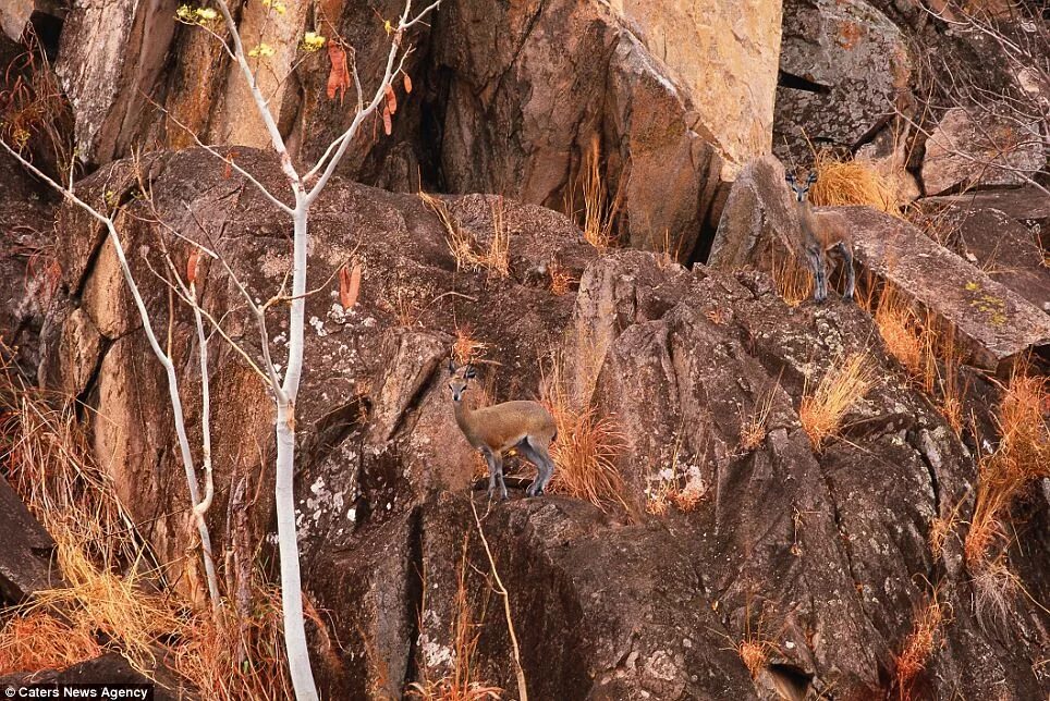 Картинки где нужно найти животных Invisible animals! These Incredible images show animals doing a disappearing act