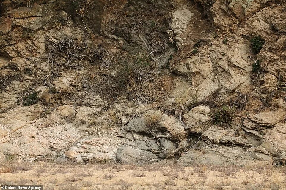 Картинки где нужно найти животных You'll NEVER spot the deer in these photos: Beast blends with the cliffs so it's