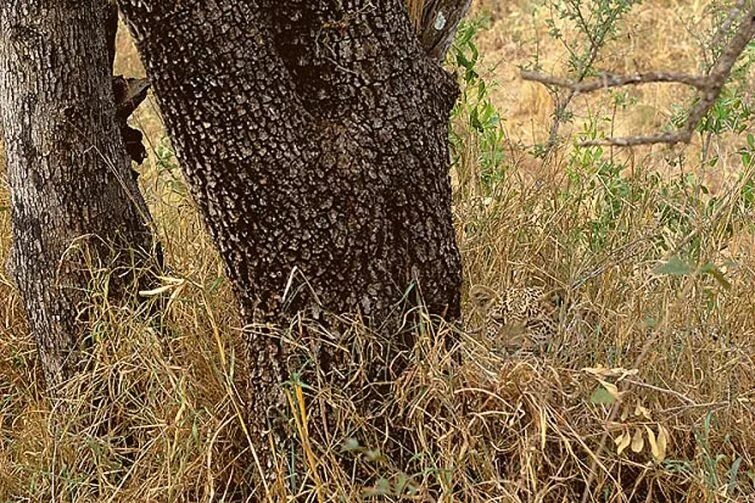 Картинки где нужно найти животных Pin on Мастера маскировки Animal photo, Camouflage, Animals wild