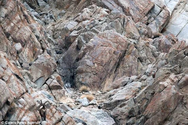 Картинки где нужно найти животных Can YOU spot the snow leopard about to kill an Ibex? Daily Mail Online