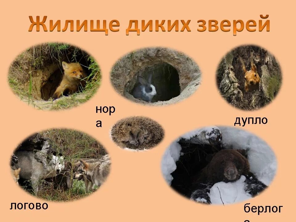 Картинки где живут дикие животные Занятие по познавательному развитию "Дикие животные зимой"