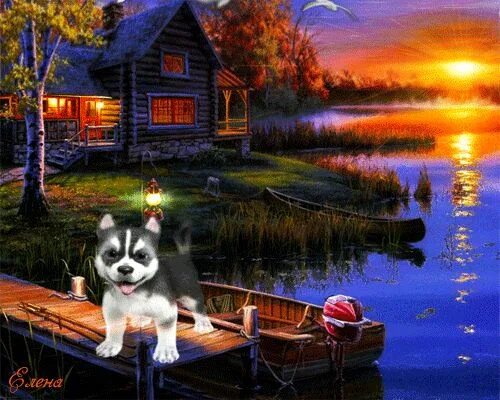 Картинки гифки добрый вечер природа 247766550.gif (500 × 400) Dogs, Animals, Husky