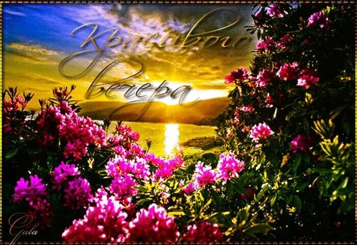Картинки гифки добрый вечер природа Pin page