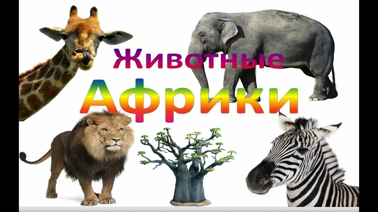 Картинки голоса животных УЧИМ ЖИВОТНИХ. ХИЩНИКОВ ТРАВОЯДНЫХ РАЗВИВАЮЩИЕ ЗАНЯТИЕ - YouTube