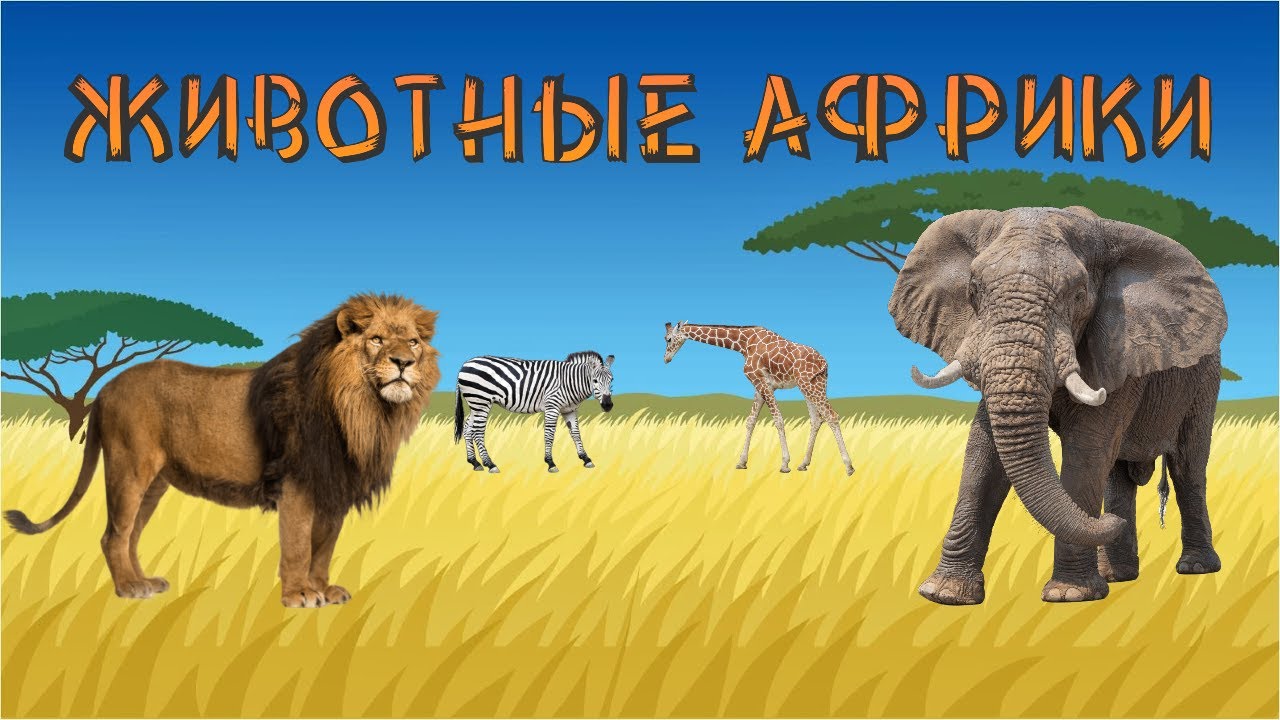 Картинки голоса животных ЖИВОТНЫЕ АФРИКИ-названия и звуки животных для детей - YouTube