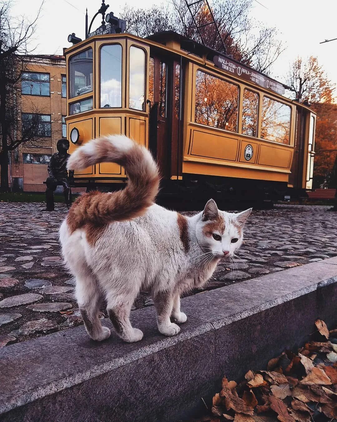 Картинки город животных Pin by favorite_cats_love on Beautiful cats on the street and nature Beautiful c