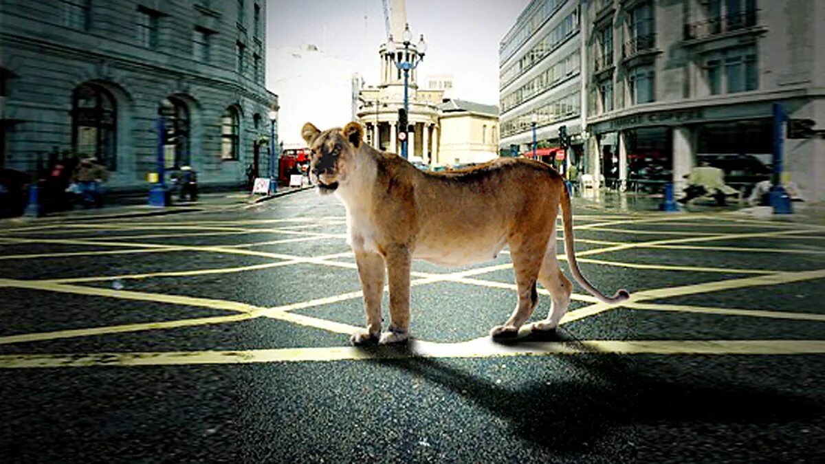Картинки город животных BBC One - The Lion, the Keeper and the Dealer