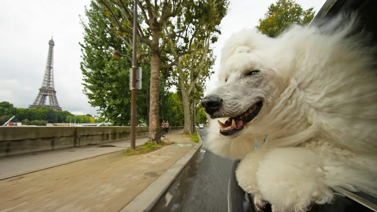 Картинки город животных BBC One - Pets - Wild at Heart, Secretive Creatures - Clips