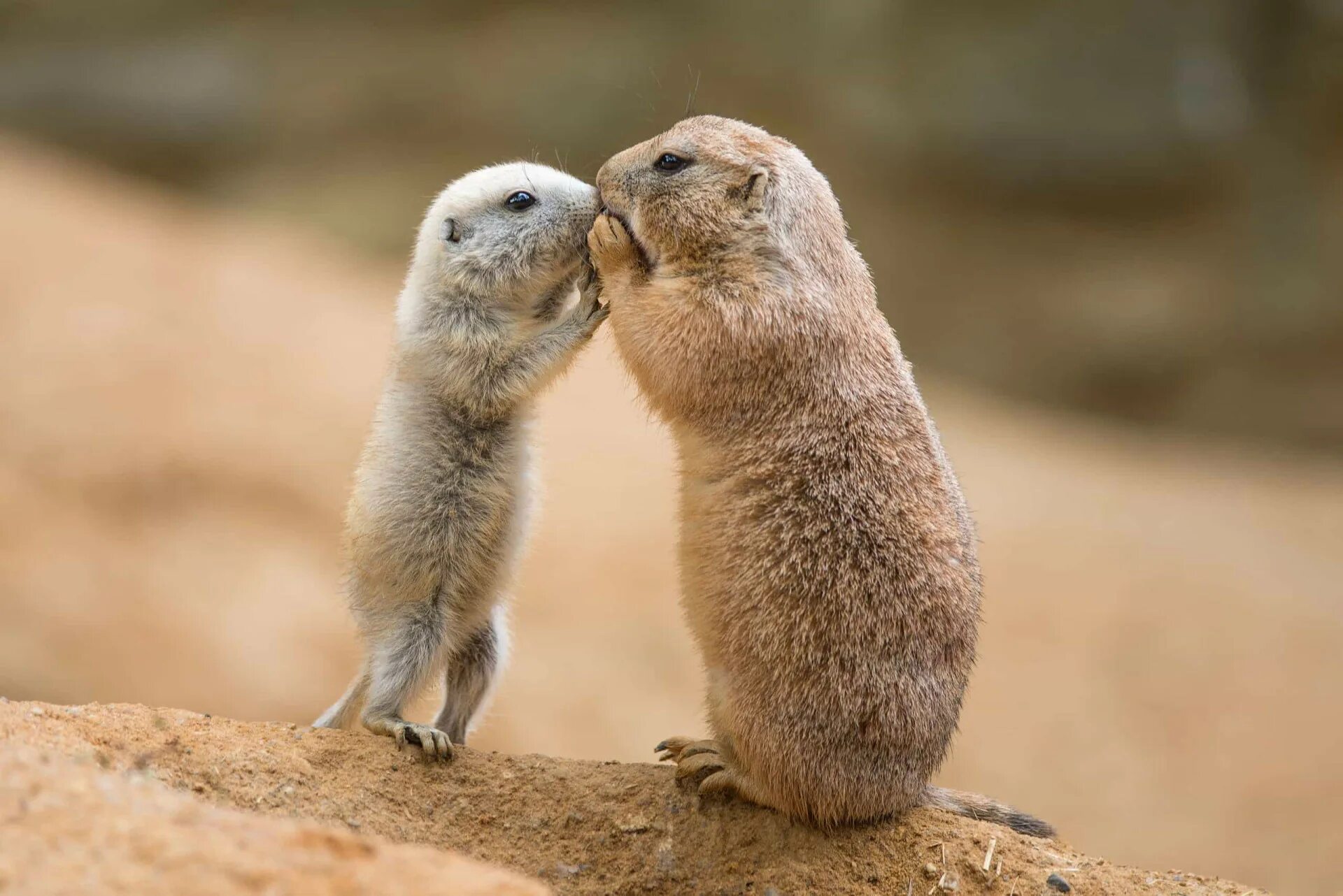 Картинки говорящих животных Feelin' squirrely: Nutty facts about these adorable creatures