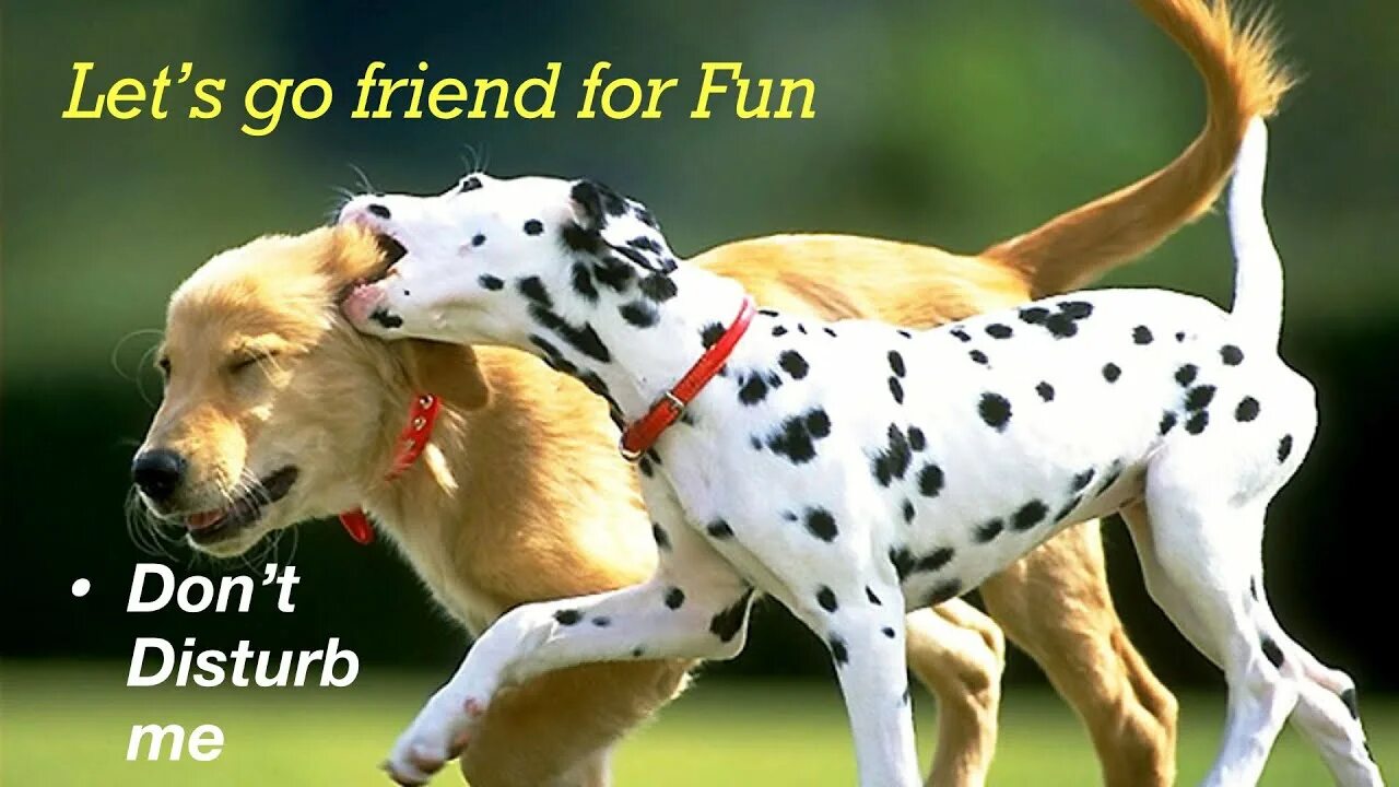 Картинки говорящих животных Cute Dogs Dog Funny Compilation Cute Puppies Pet Love Pitbull Labrador Love The 