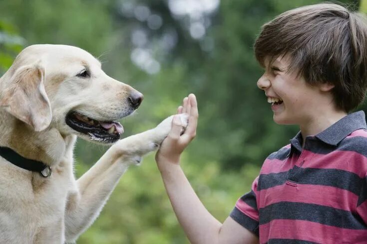 Картинки говорящих животных Consejos a tener en cuenta antes de adoptar a un perro grande Adoptar un perro, 