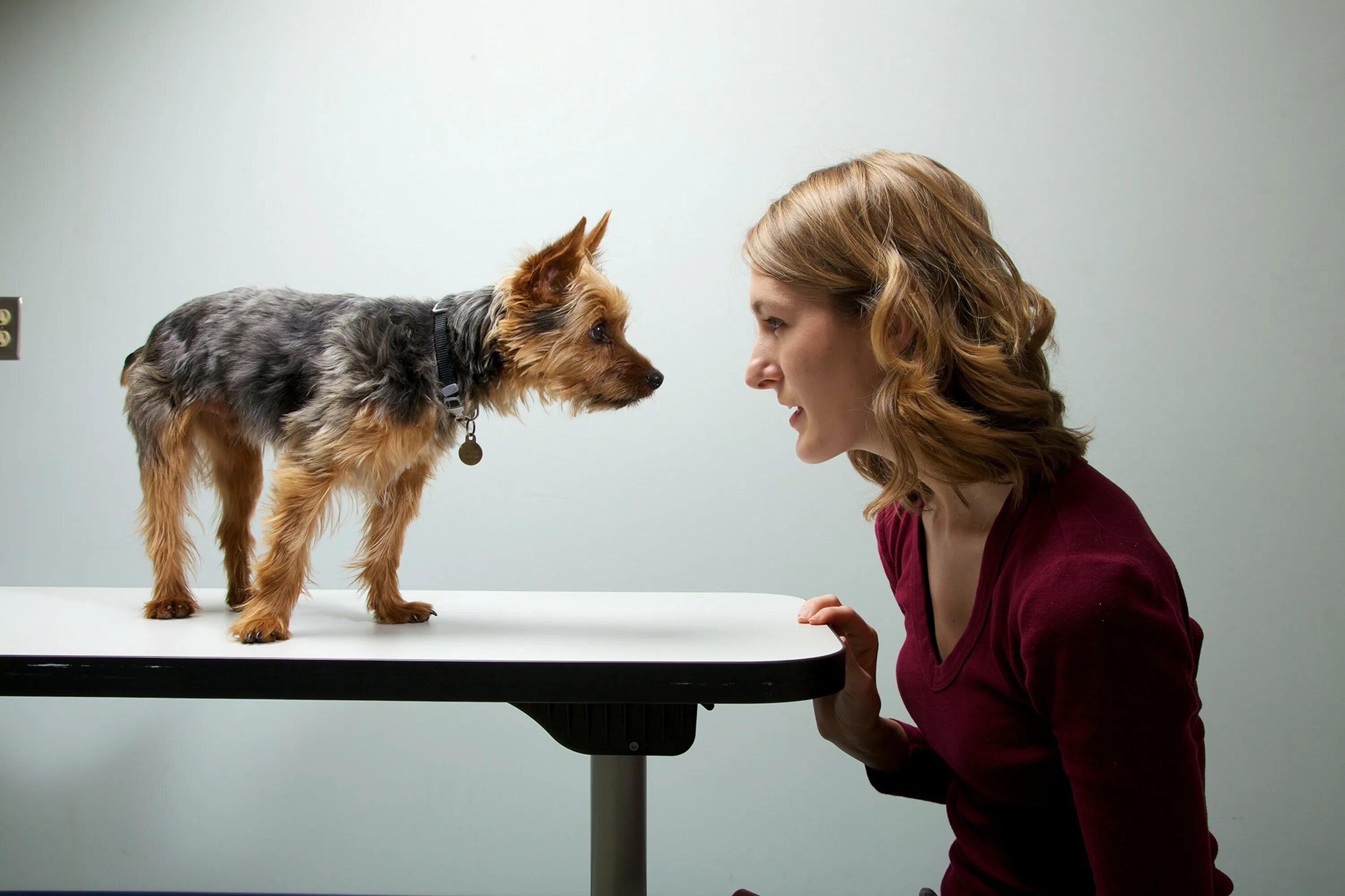 Картинки говорящих животных Do anxious owners make for anxious dogs?