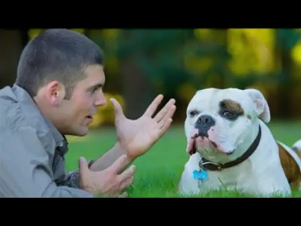 Картинки говорящих животных Unbelievable the DOG is talking with Man amazing Video - YouTube