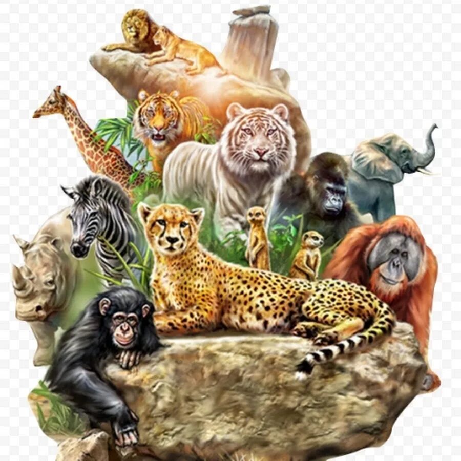 Картинки группы животных Animal Planet Shorts - YouTube