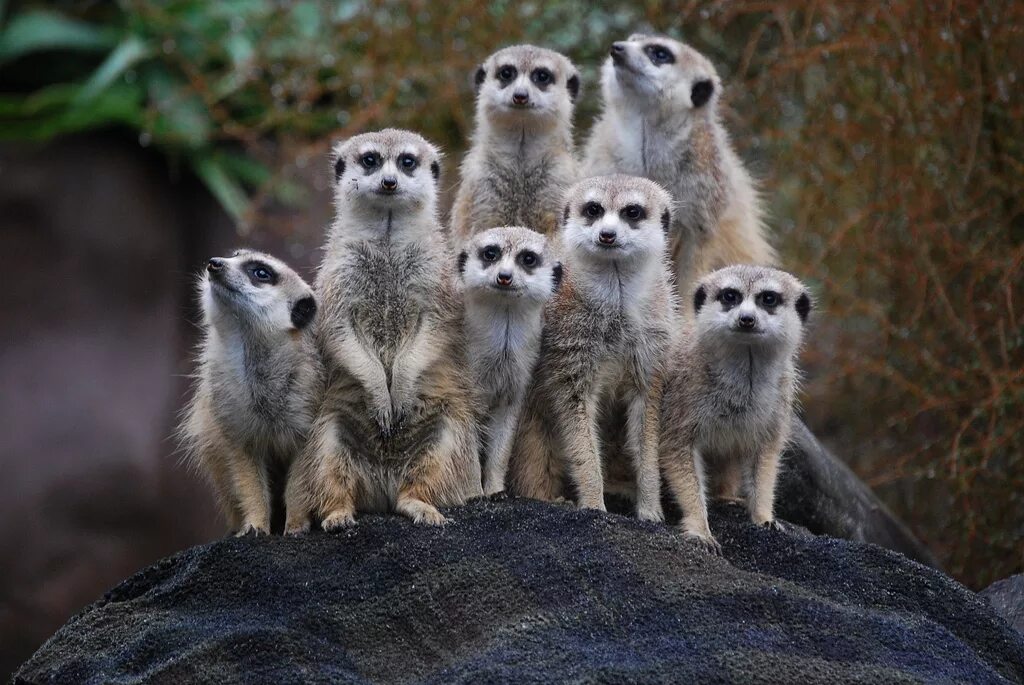 Картинки группы животных Файл:Suricata suricatta -Auckland Zoo -group-8a.jpg - Википедия