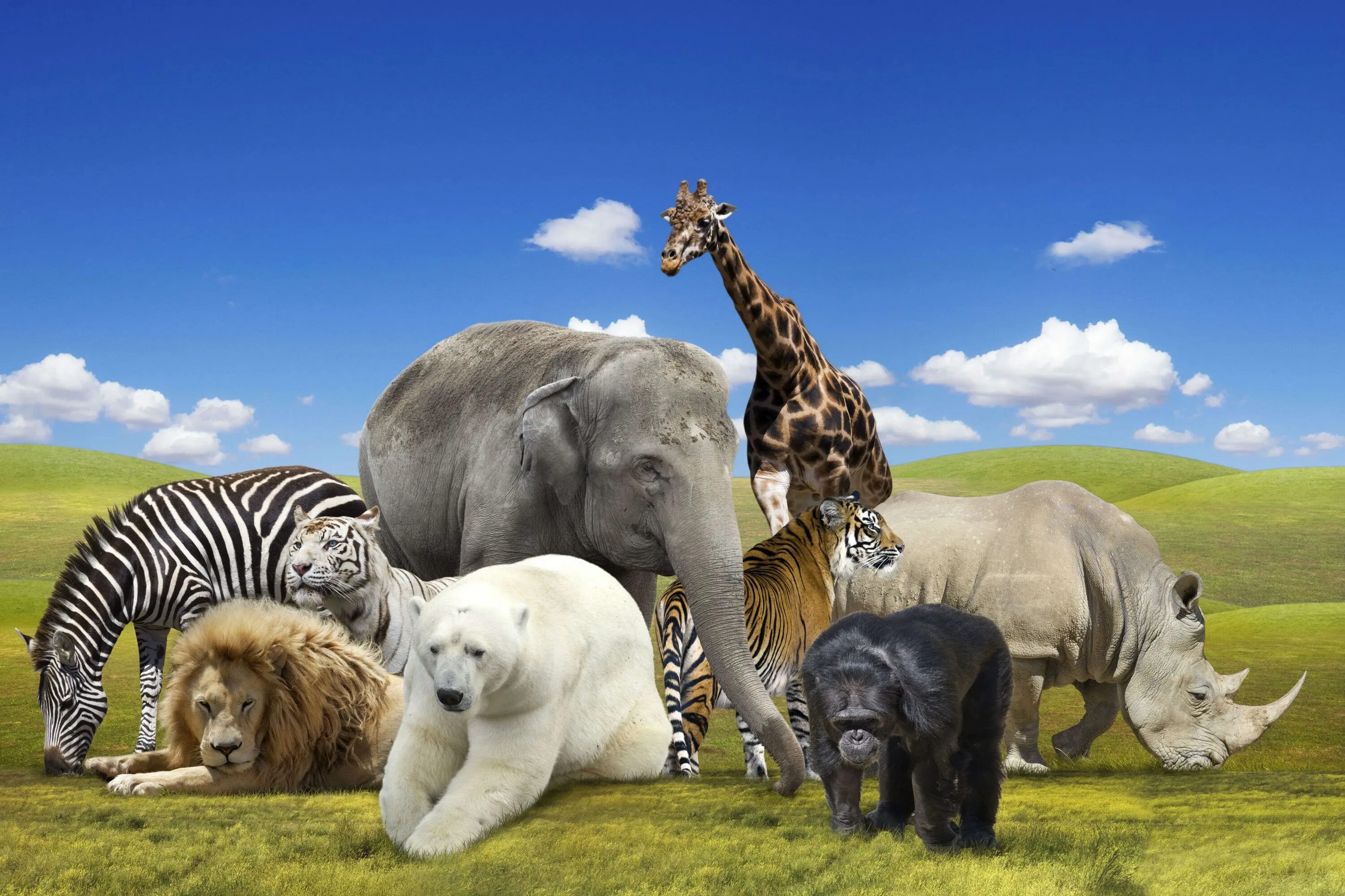 Картинки группы животных Animal being: найдено 79 изображений