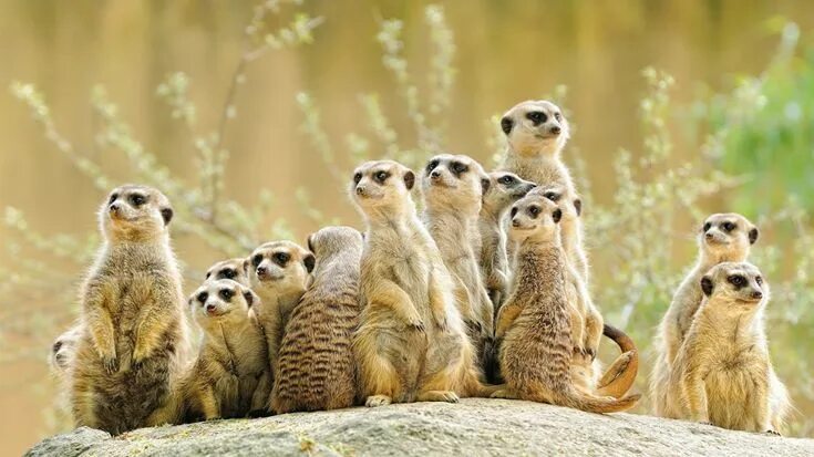 Картинки группы животных Picture suricate Many animal South africa safari, Safari travel, Africa safari