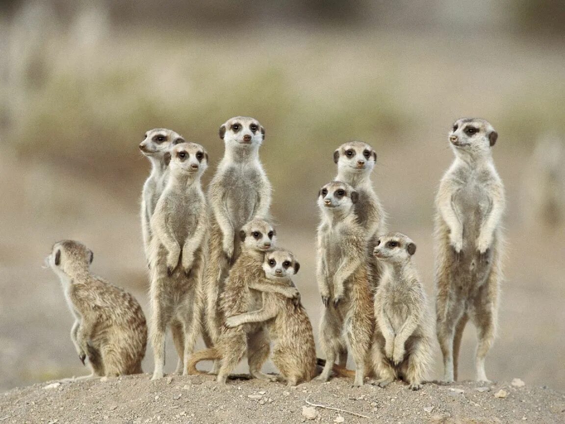 Картинки группы животных Meerkat Family Love, Namibia, Africa Animais lindos, Animais silvestres, Animais