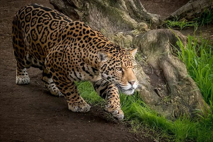 Картинки хищных животных Stalking Jaguar Jaguar animal, Animal wallpaper, Jaguar