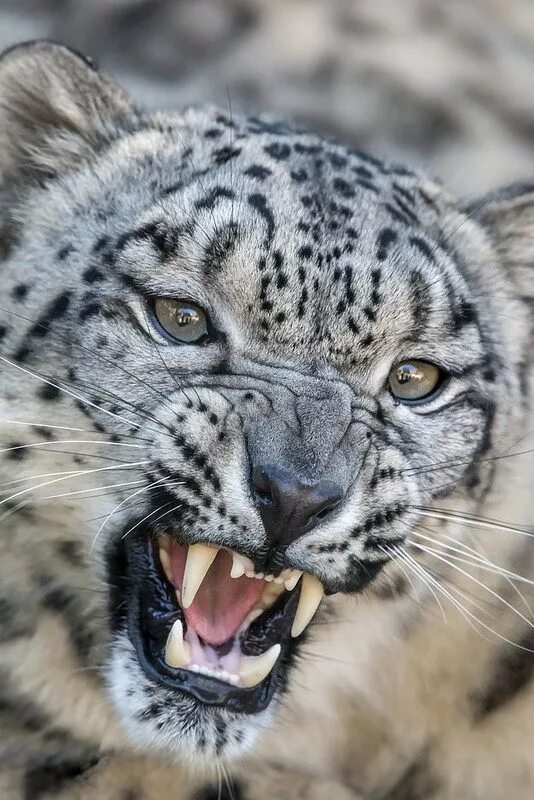 Картинки хищных животных DSC_6590-1 Big cats, Animals wild, Snow leopard