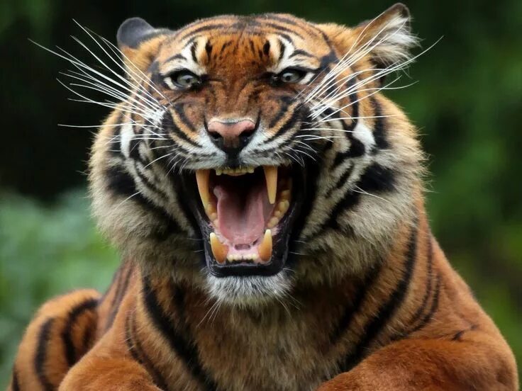 Картинки хищных животных Пин от пользователя Hug Jack на доске tigre Котята, Большие кошки, Животные
