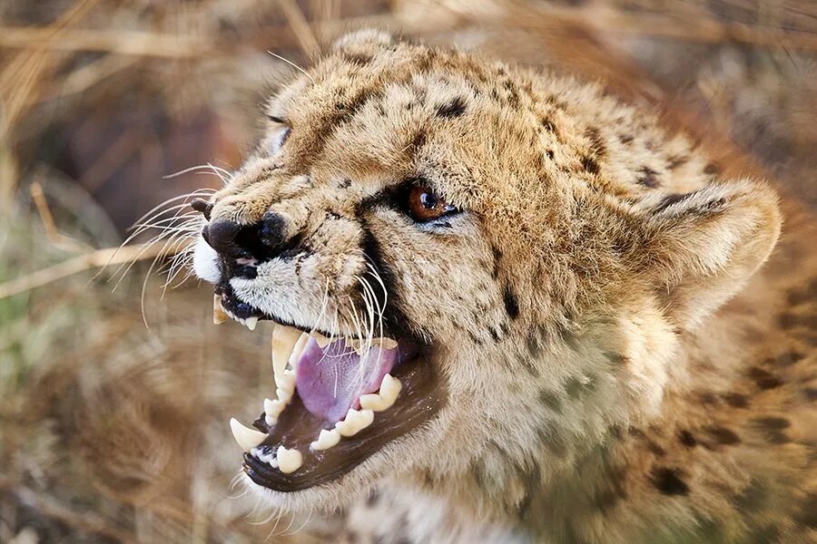 Картинки хищных животных Angry Cheetah Foreman Photos Cheetah, Africa и Animals