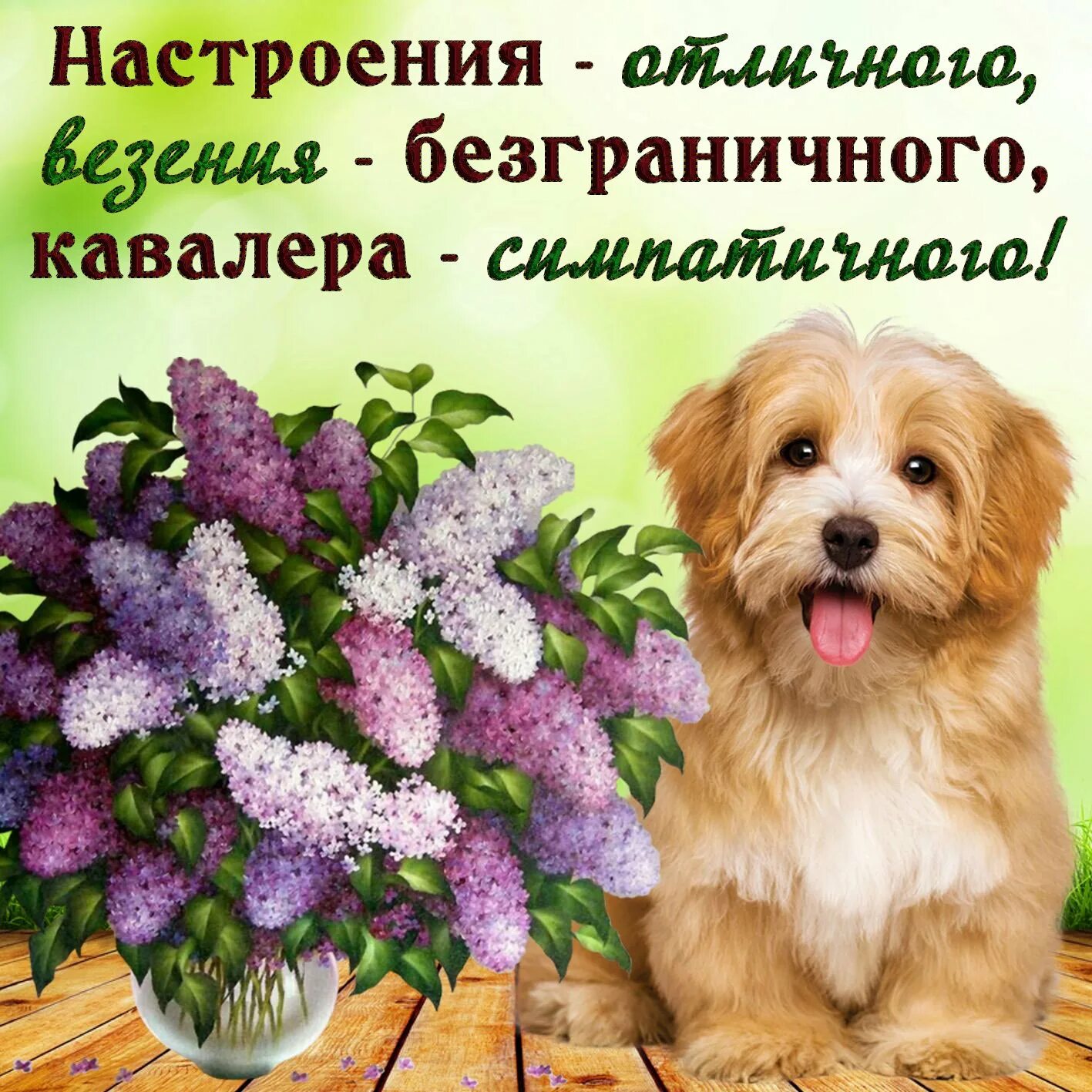 Картинки хорошего чудесного дня отличного настроения Ссылка на добрый день: найдено 88 картинок