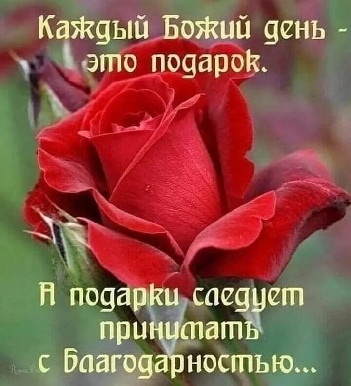 Картинки хорошего дня и благословений 83) Одноклассники Christian cards, Amazing flowers, Good morning